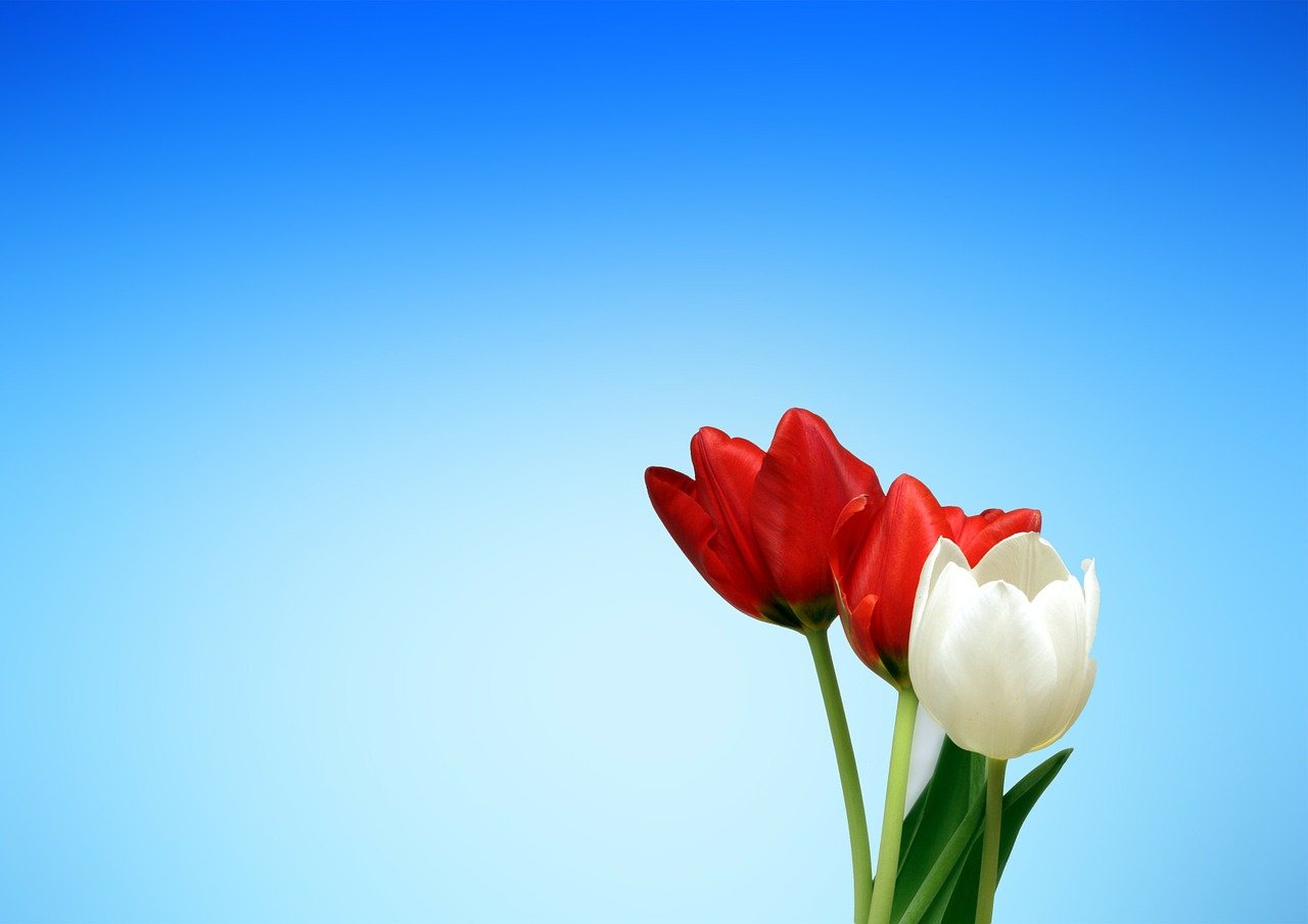 drie tulpen met achtergrond van blauwe lucht