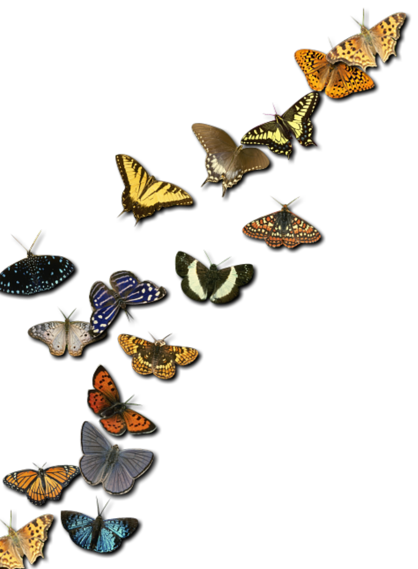 tekening van verschillende kleuren vlinders die omhoog vliegen
