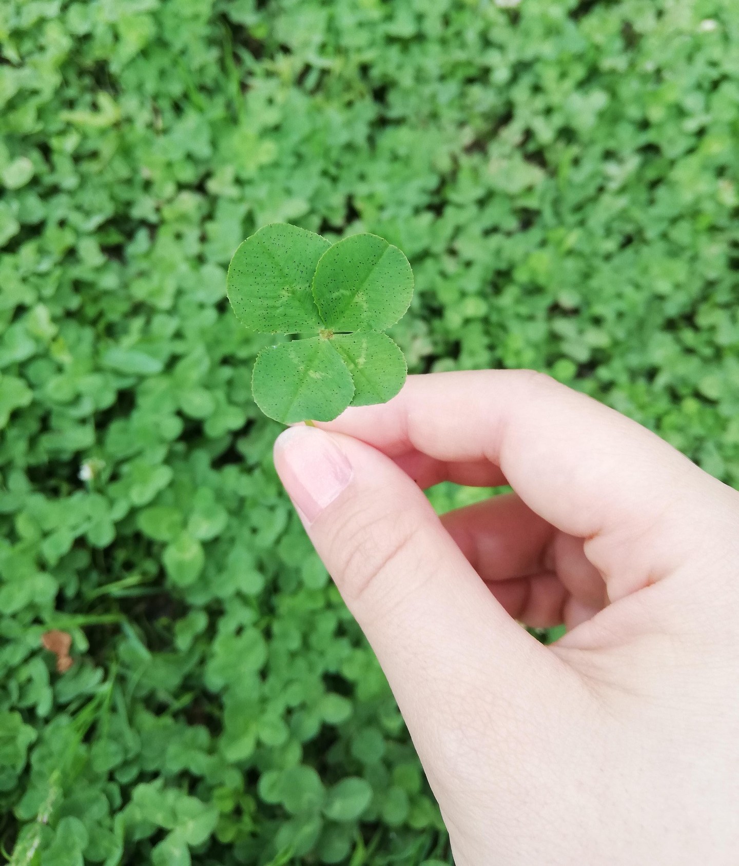 clover-5973019_1920 Foto van een hand die een klavertje vier vasthoudt tegen een achtergrond van een stukje klaverveld